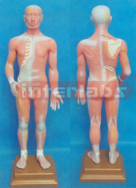 68 CM TALL, AOUANCEO, COMPLETE ANATOMICAL MSCULAR TORSO  MOOEL WITH LUXURY PLASTIC BASE